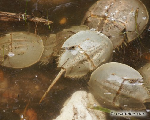 Découvrez les limules, ces étonnantes créatures, au Parc National de «Ding Darling» Découvrez les limules, ces étonnantes créatures, au Parc National de «Ding Darling»