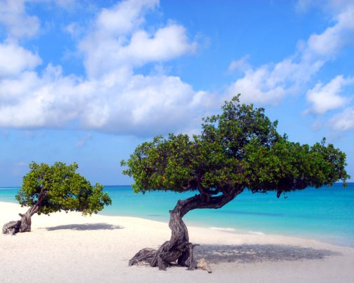 Deux arbres Fofoti sur le sable blanc de la plage de la ville Eagle Beach à Aruba Deux arbres Fofoti sur le sable blanc de la plage de la ville Eagle Beach à Aruba