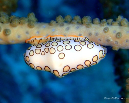 A 'sea snail': the flamingo tongue with its beautiful ocellated patterns