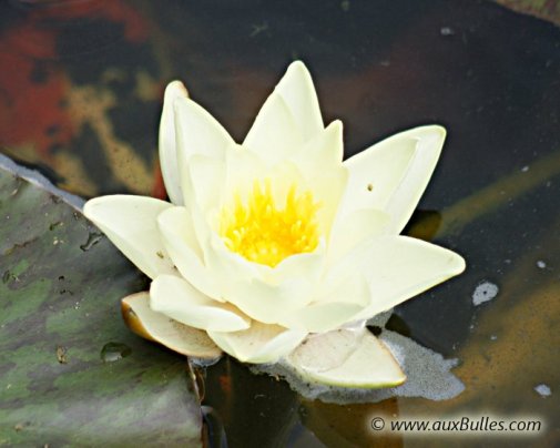 La fleur du nénuphar jaune