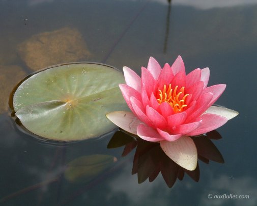 Le nénuphar est une plante aquatique d'eau douce
