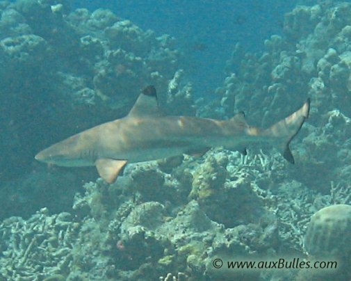Le requin pointe noire est reconnaissable à la pointe de son aileron de couleur noire !