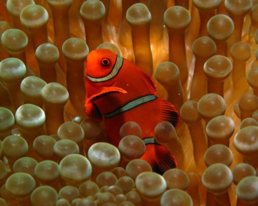 The spiny clownfish in its host anemone !