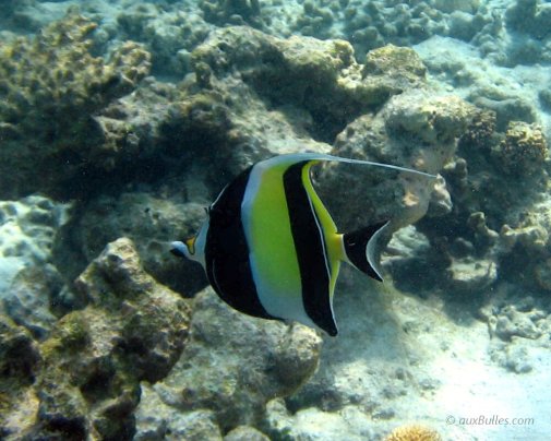 Les Maldives et la richesse de sa faune sous-marine