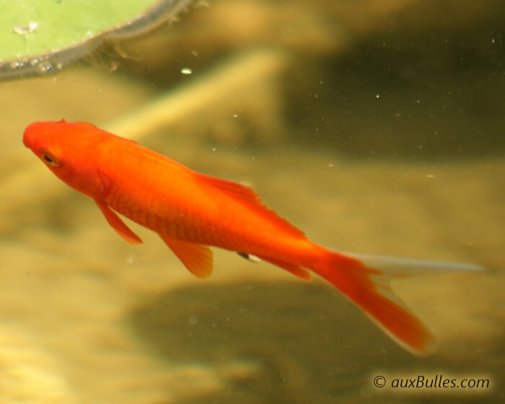 Les poissons rouges