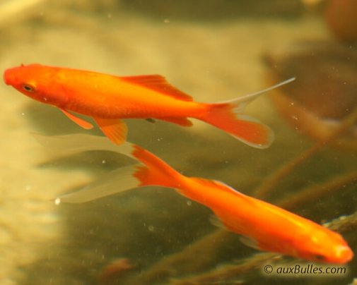 Les poissons rouges