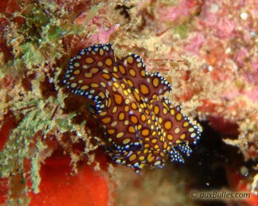 Le ver plat léopard (Euplanoida pardalis) Le ver plat léopard (Euplanoida pardalis)