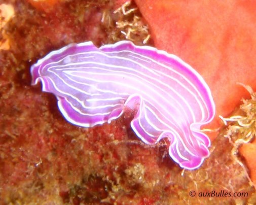 Le ver plat rose (Prostheceraeus roseus) Le ver plat rose (Prostheceraeus roseus)