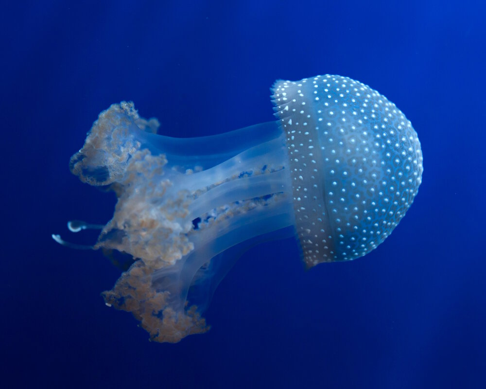 The white spotted jellyfish (Phyllorhiza punctata)