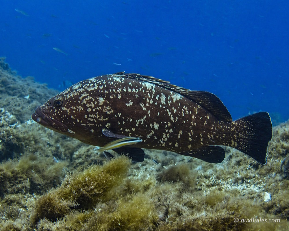 Le mérou possède une livrée brunâtre unie ou mouchetée de taches jaunes suivant les individus