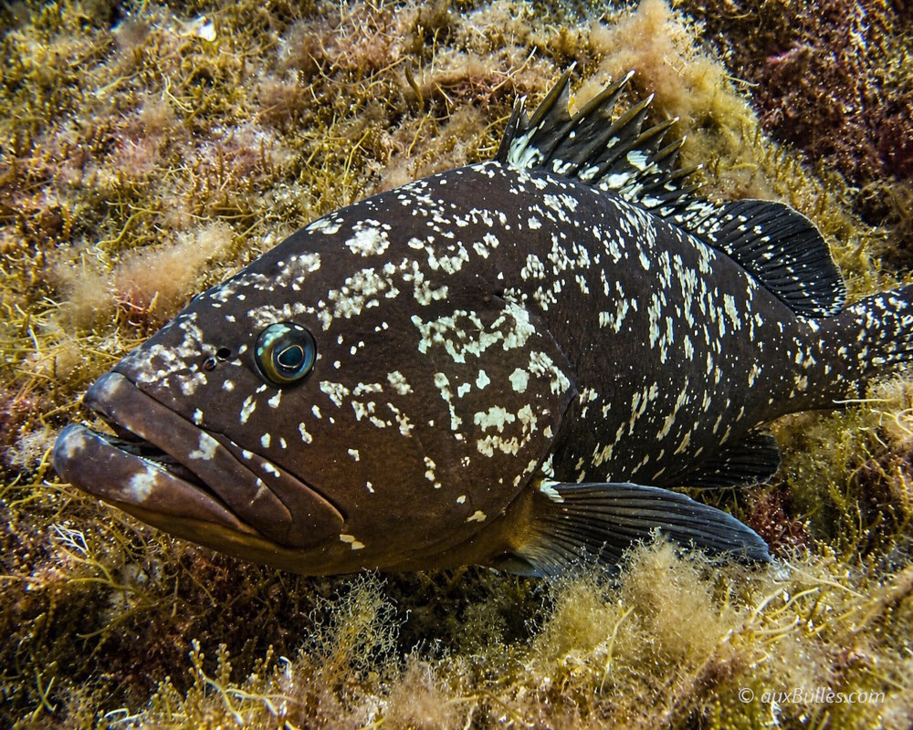 A brown grouper resting on the seabed at La Gabinière, Port-Cros