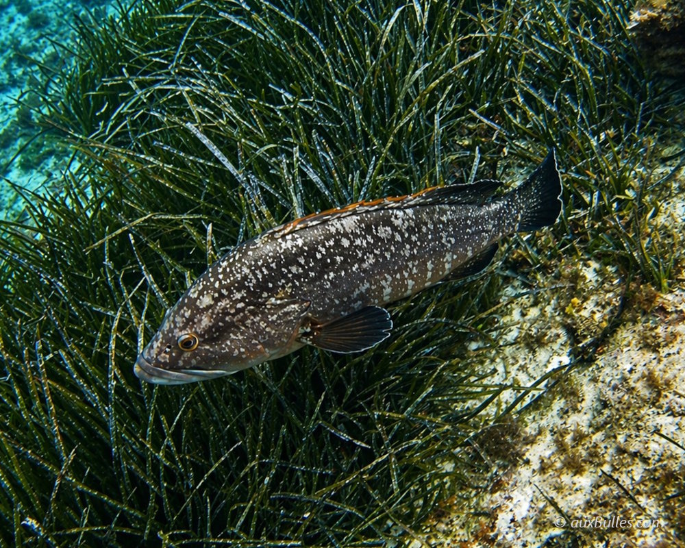 Le mérou brun (Epinephelus marginatus)