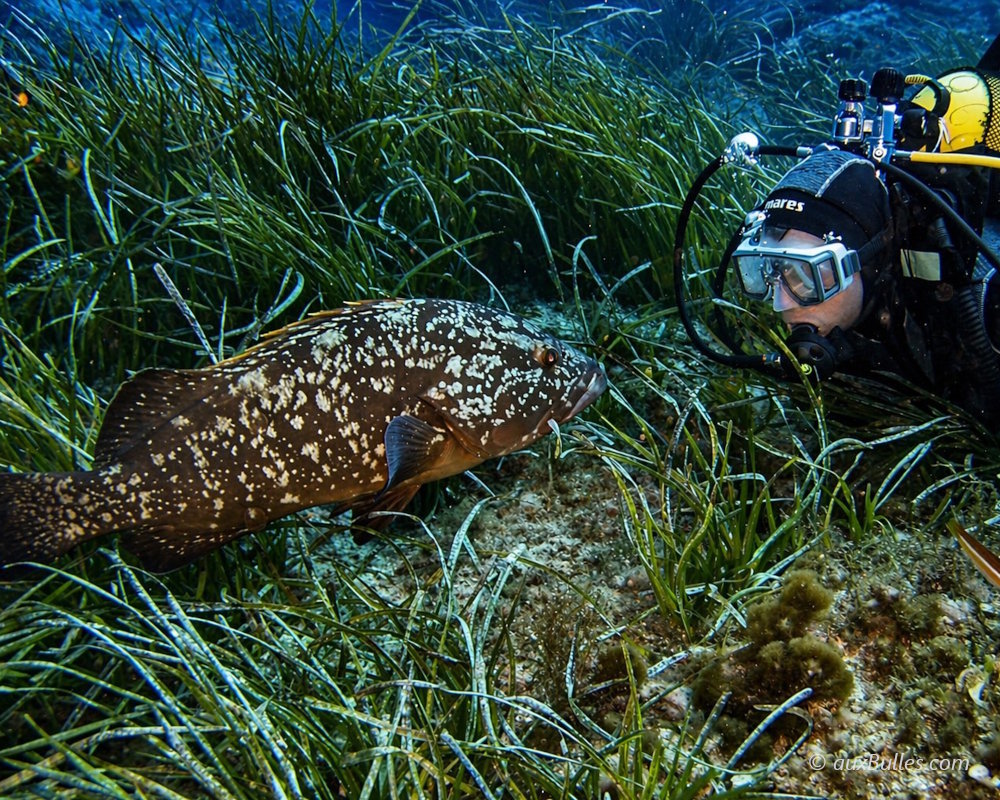 The encounter with a rather unfearful brown grouper in Port-Cros in the Mediterranean Sea