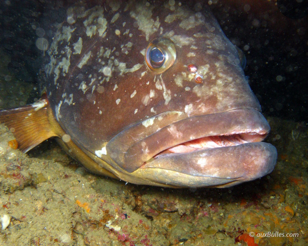 A brown grouper watching from a rocky overhang in the Medes islands