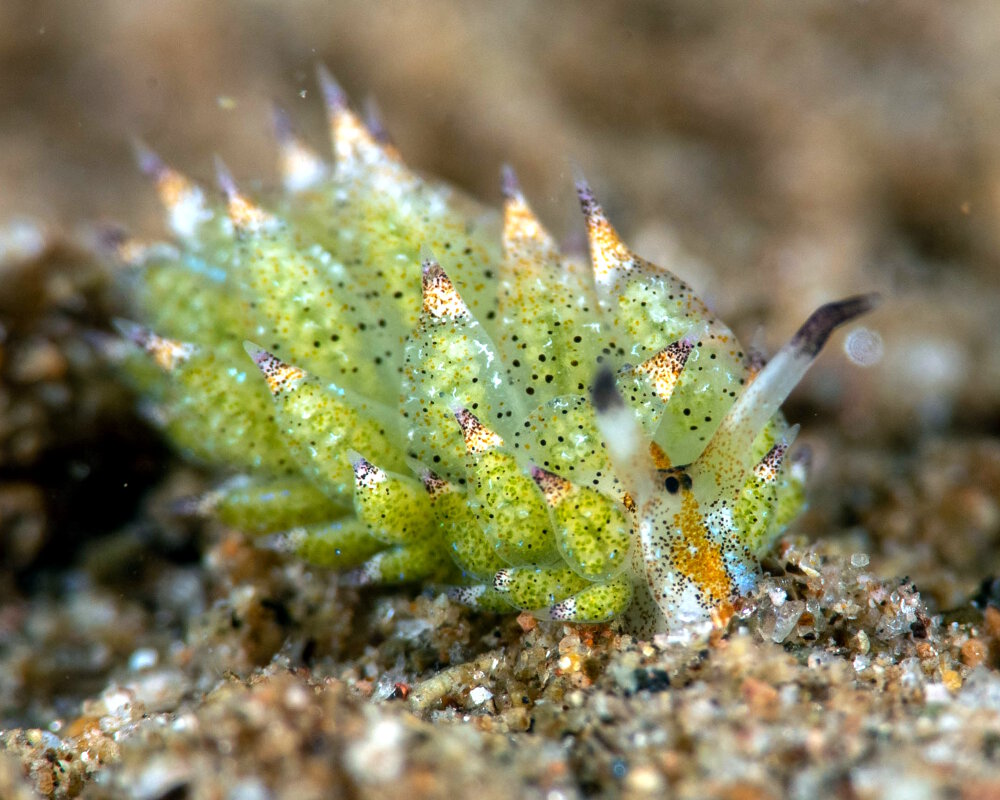 La limace mouton de mer (Costasiella kuroshimae)