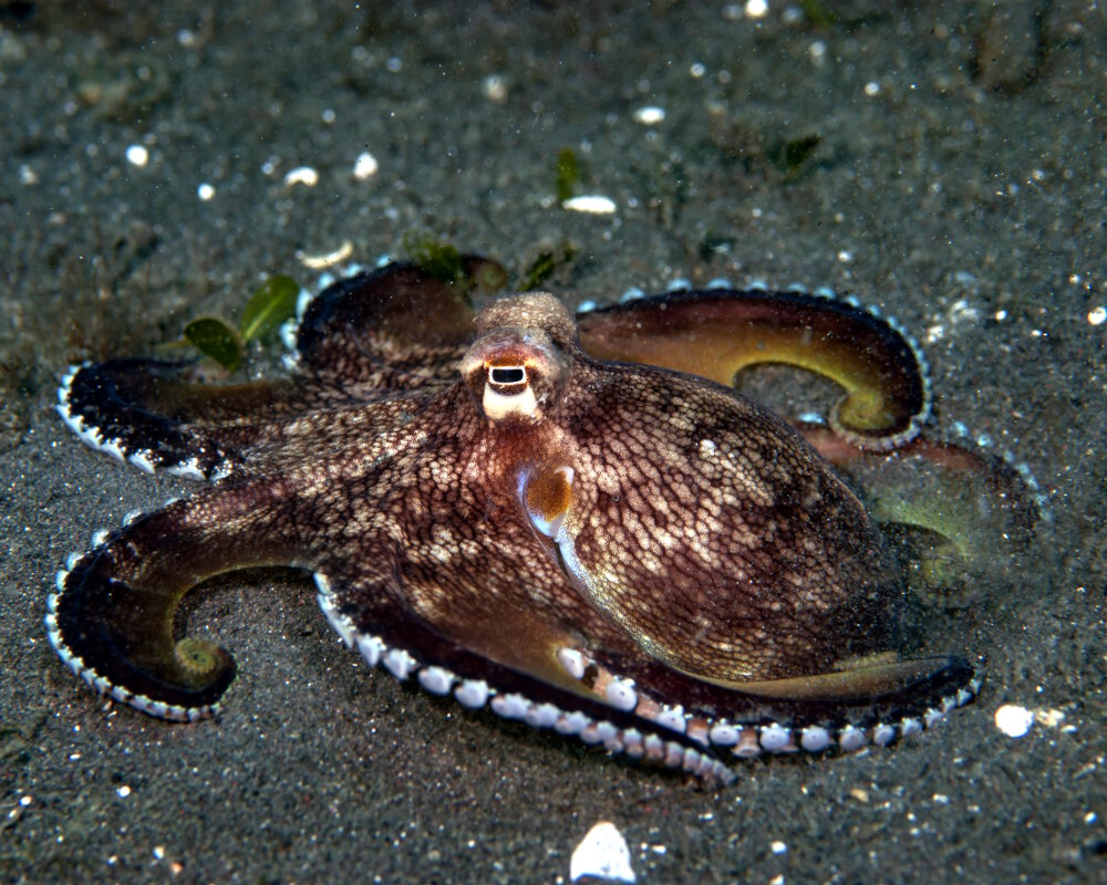 Le poulpe veiné ou poulpe noix de coco (Amphioctopus marginatus)