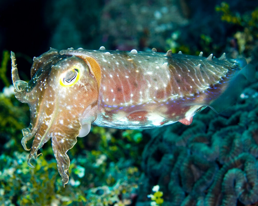 La seiche à grandes mains (Ascarosepion latimanus)