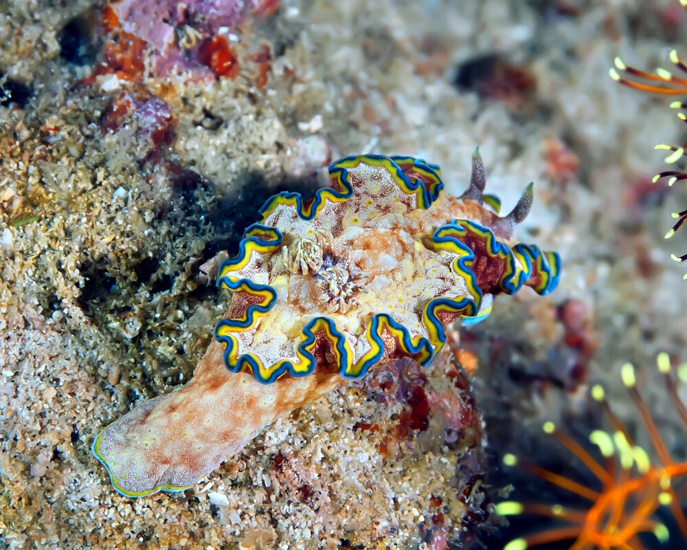 Le doris à liseré (Glossodoris cincta)