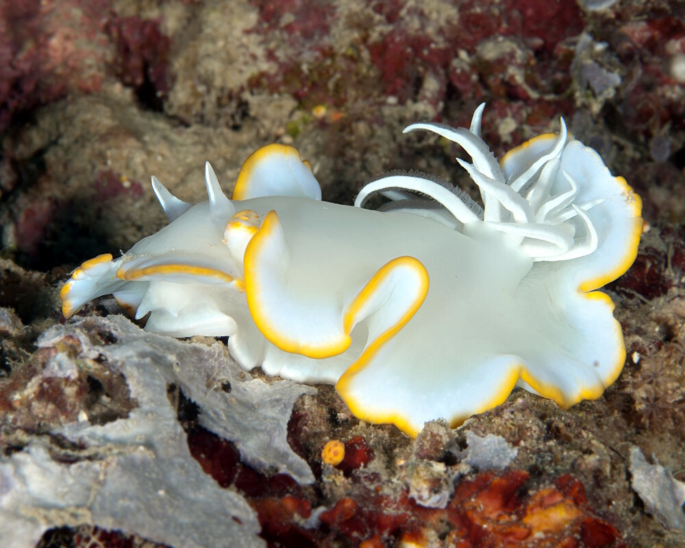 Le doris héron (Ardeadoris egretta)
