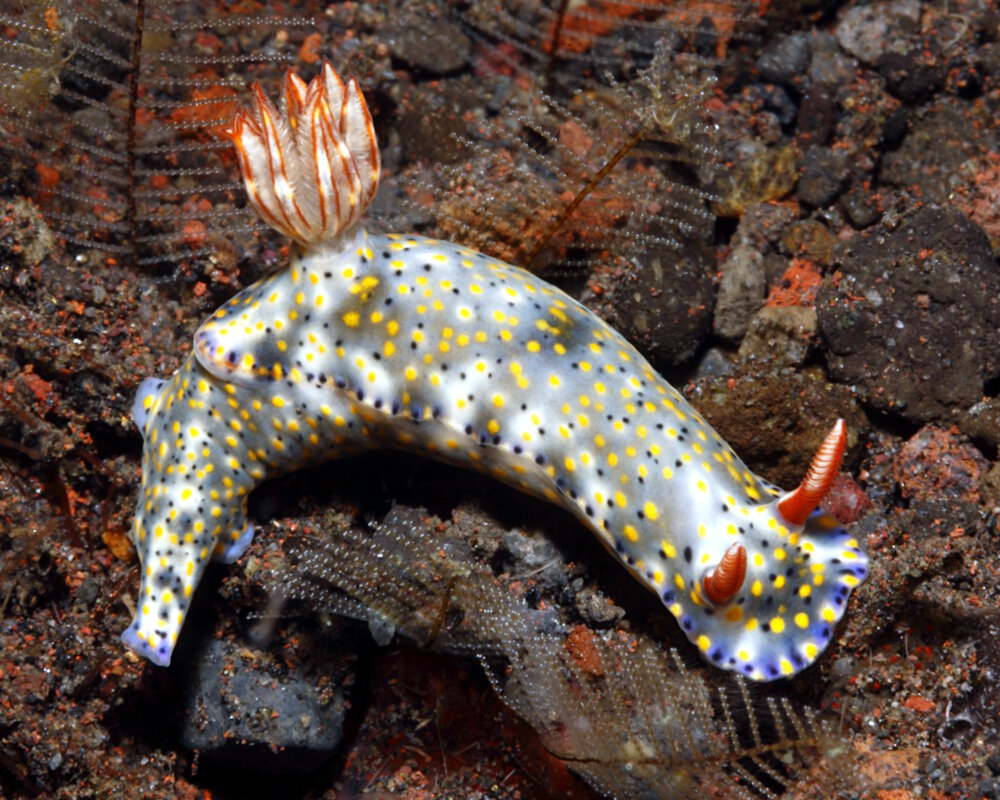 Le doris kanga (Hypselodoris kanga)