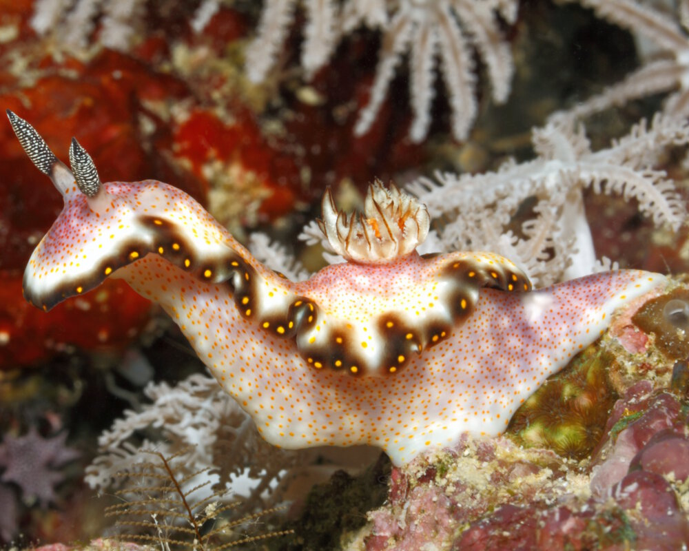 Le doris moucheté jaune (Hypselodoris godeffroyana)