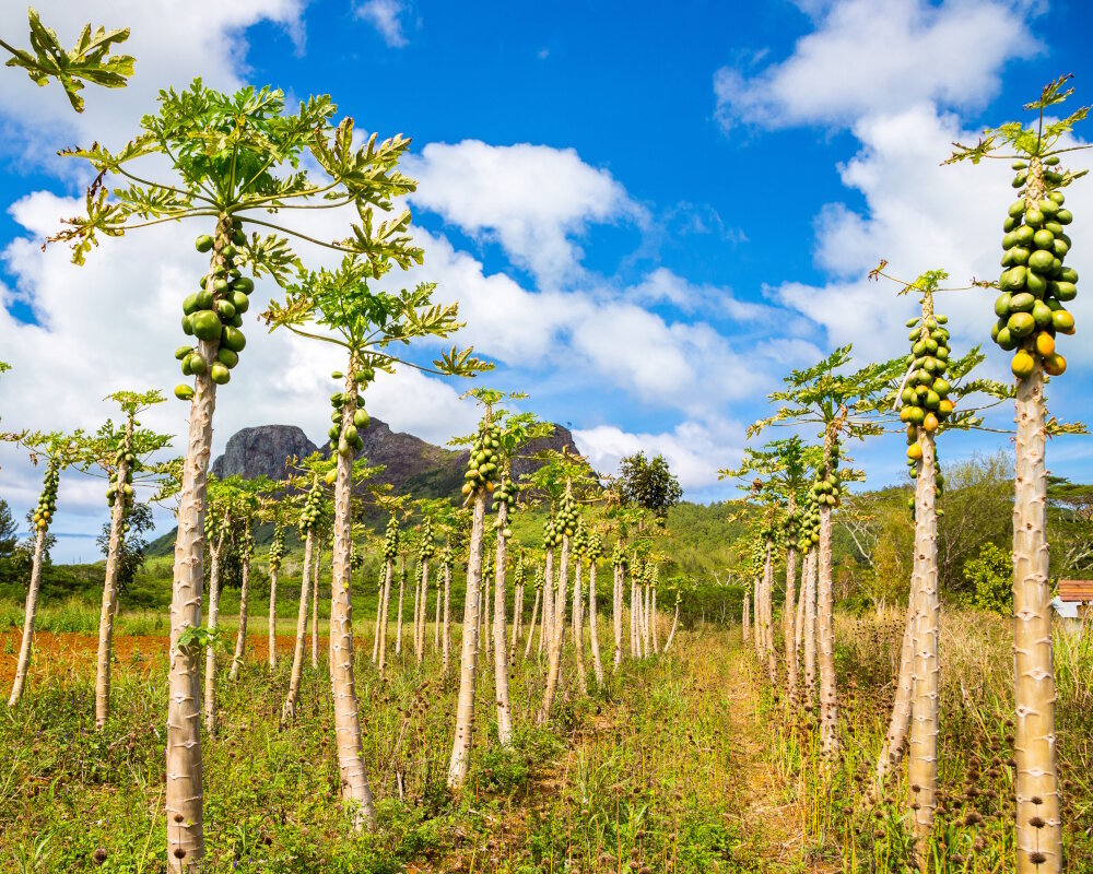 Une plantation de jeunes papayers sur l'île de Tubuai avec le mont Taitaa en arrière-plan