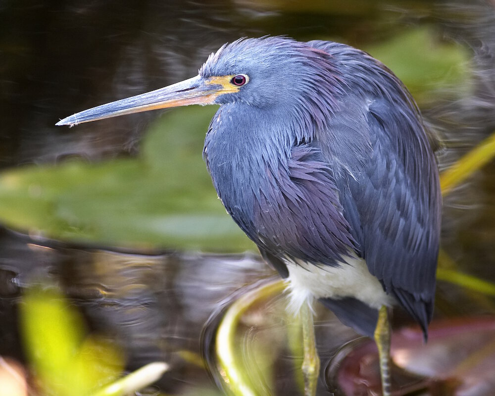 L'aigrette tricolore (Egretta tricolor)