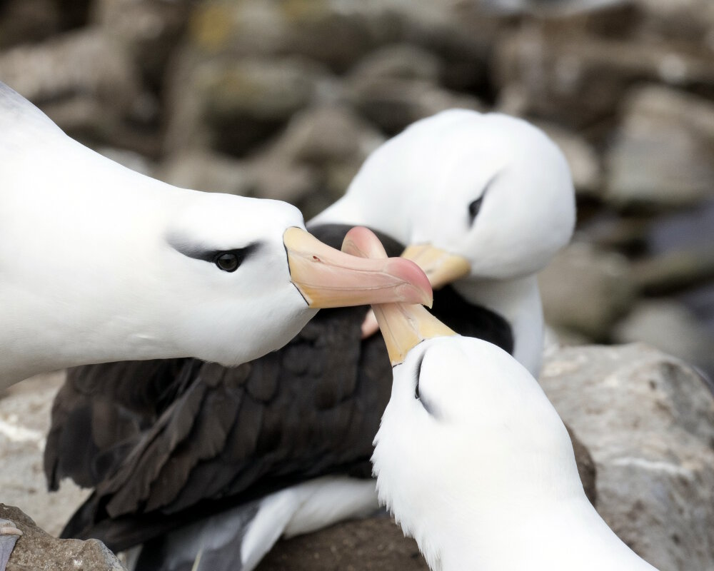 L'albatros à sourcils noirs (Thalassarche melanophris)