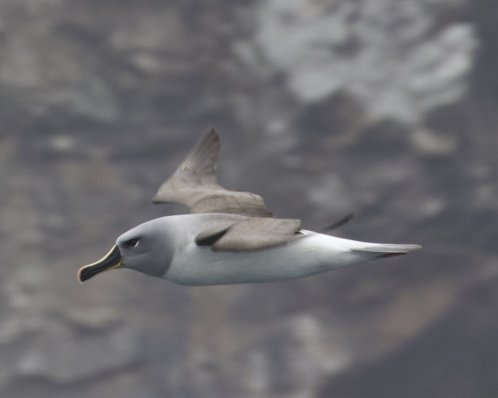 L'albatros à tête grise (Thalassarche chrysostoma) L'albatros à tête grise (Thalassarche chrysostoma)