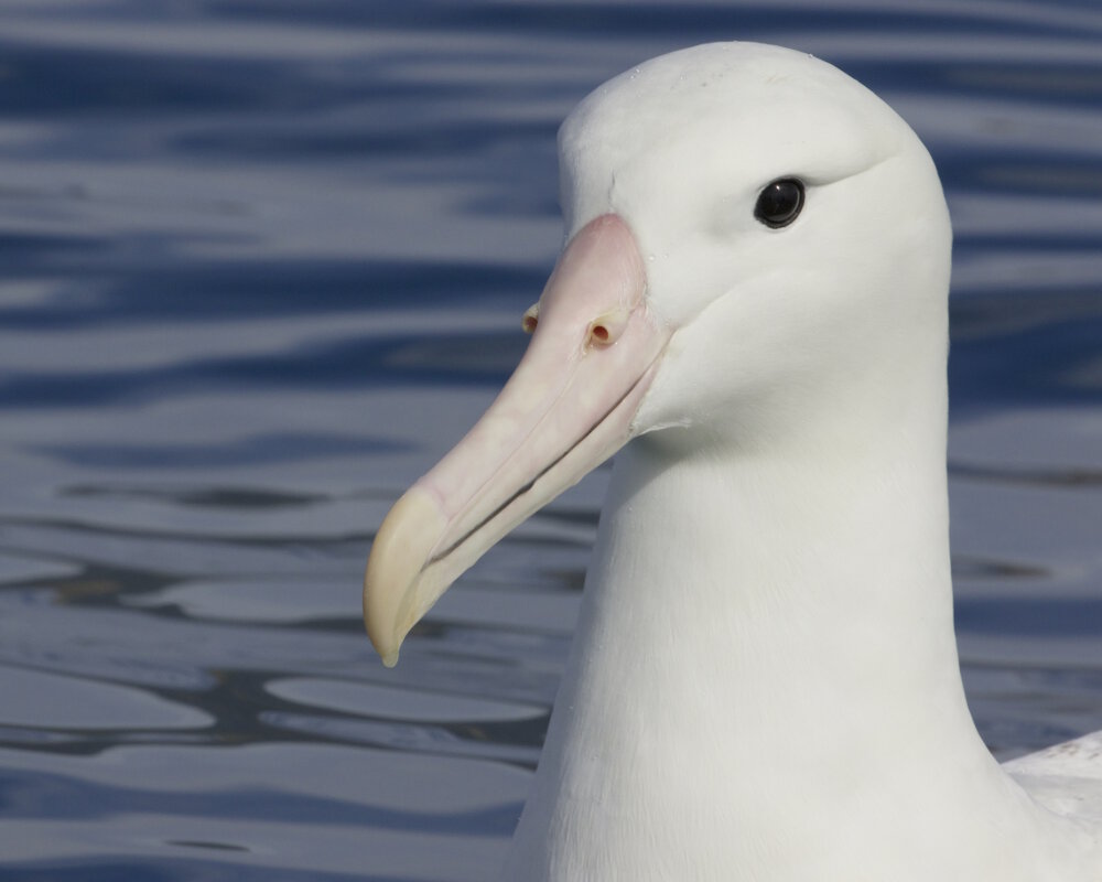 L'albatros hurleur (Diomedea exulans)