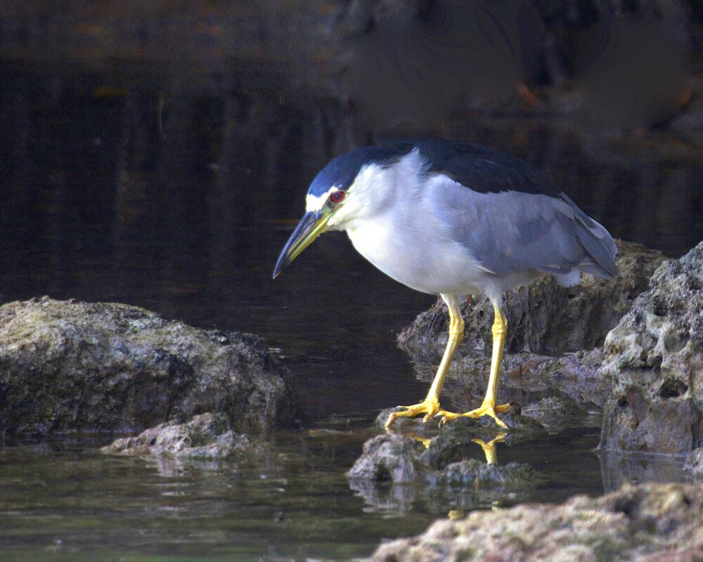 Le bihoreau gris (Nycticorax nycticorax)