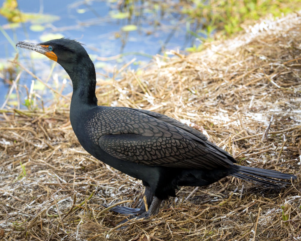 Le cormoran à aigrettes (Phalacrocorax auritus)