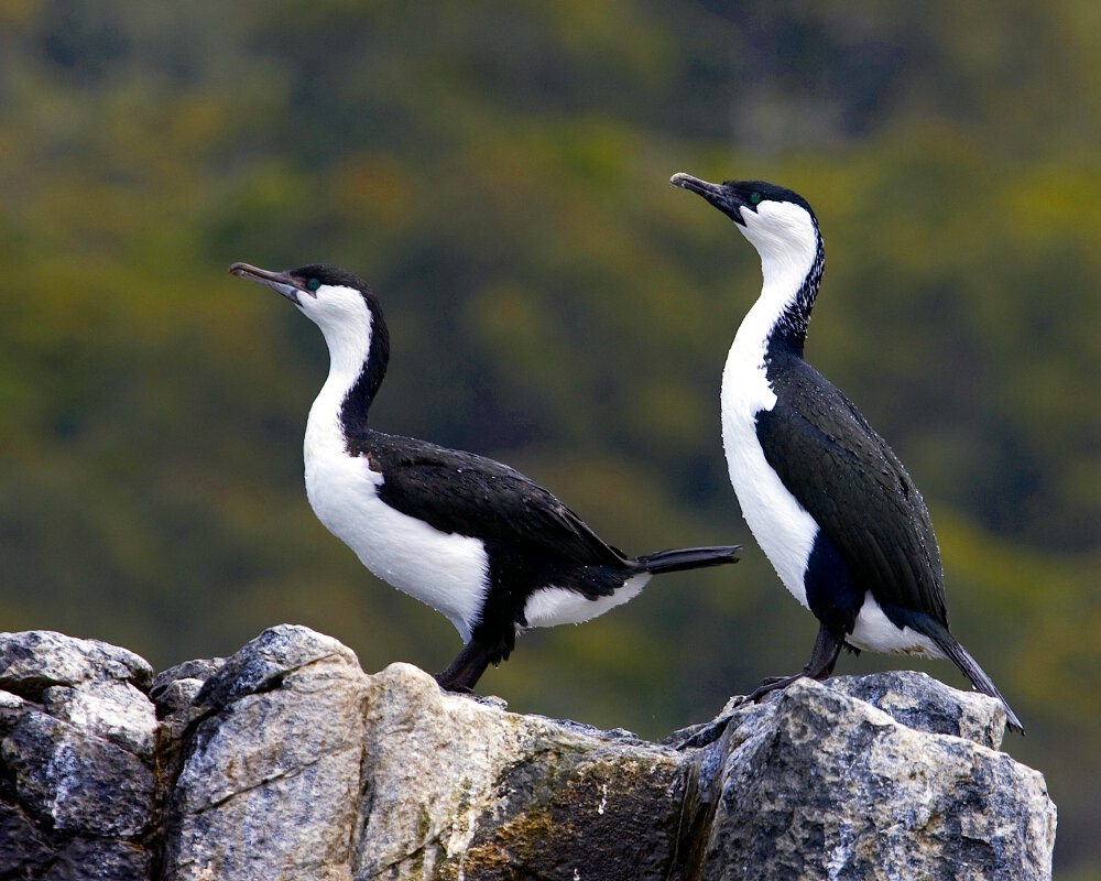 Le cormoran de Tasmanie (Phalacrocorax fuscescens)