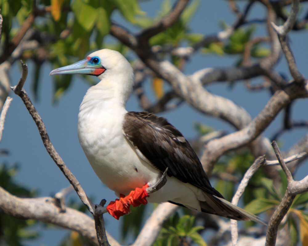 Le fou à pieds rouges est facile à identifier grâce à ses pieds de couleur rouge vif