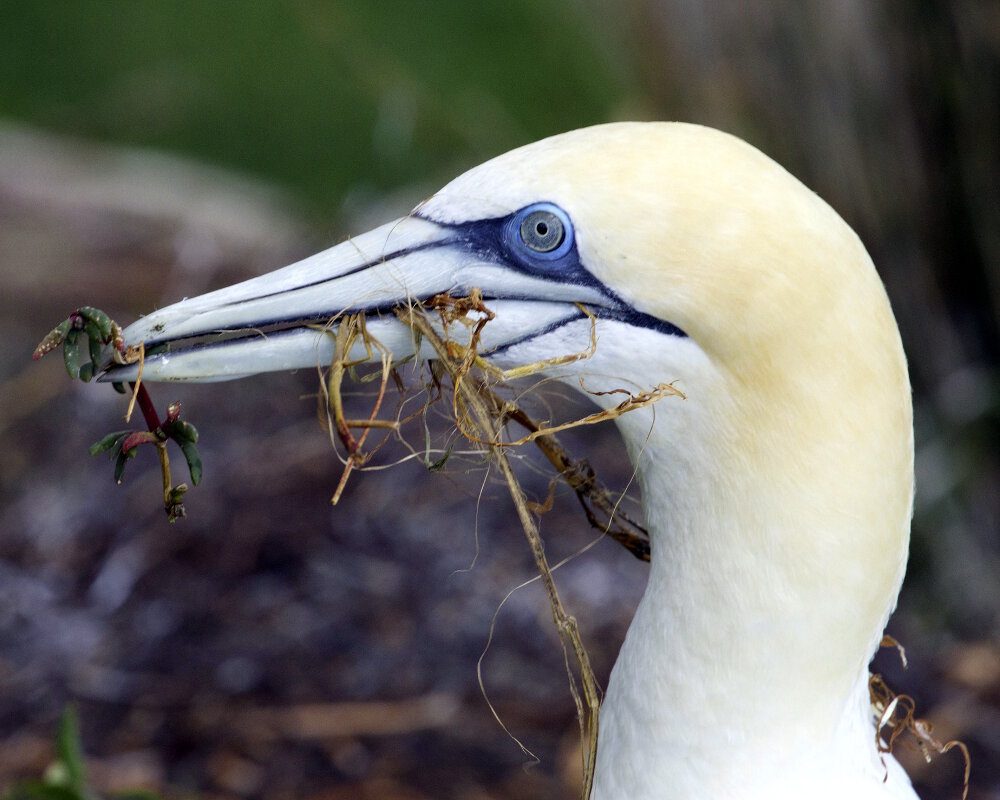 Le fou austral (Morus serrator)
