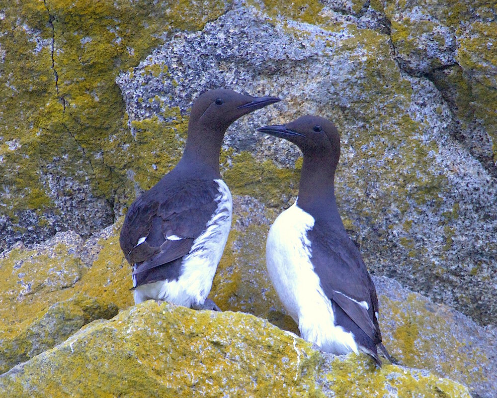 Le guillemot de Troïl (Uria aalge)