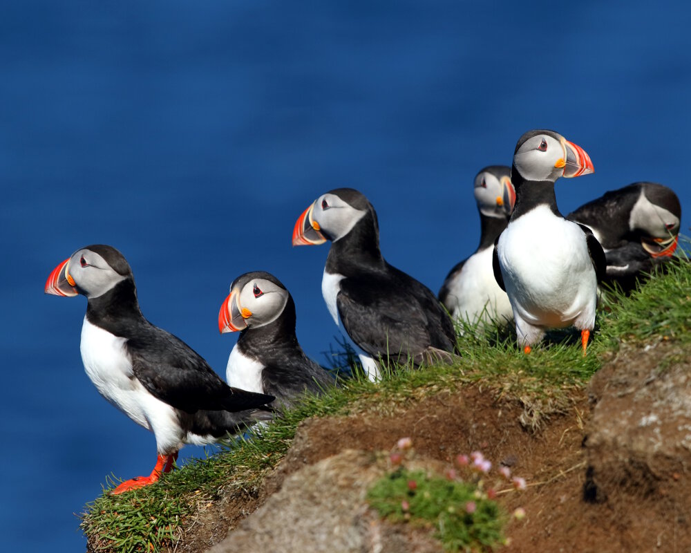 Le macareux moine (Fratercula arctica)