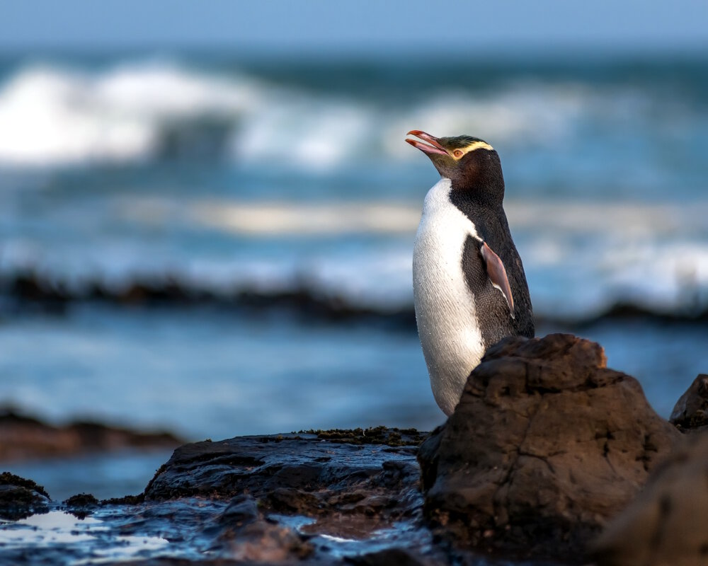 Le manchot antipode (Megadyptes antipodes)