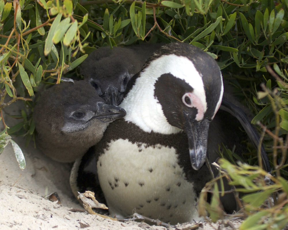 Le manchot du Cap (Spheniscus demersus)