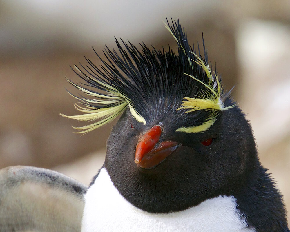 Le manchot gorfou sauteur (Eudyptes chrysocome)