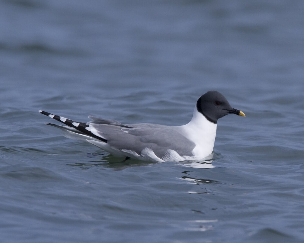 La mouette de Sabine (Xema sabini)