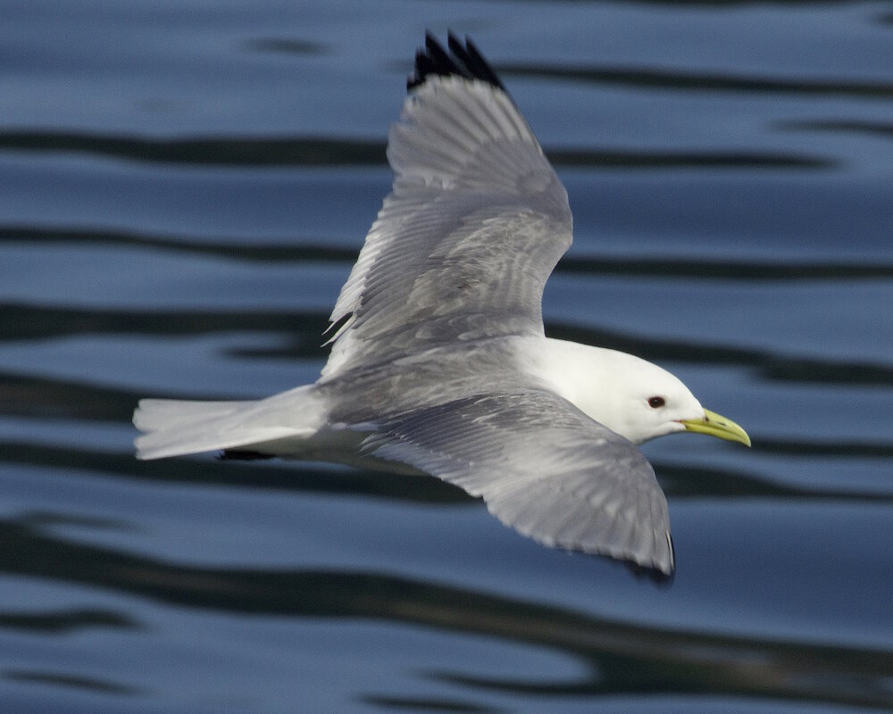 La mouette tridactyle (Rissa tridactyla)