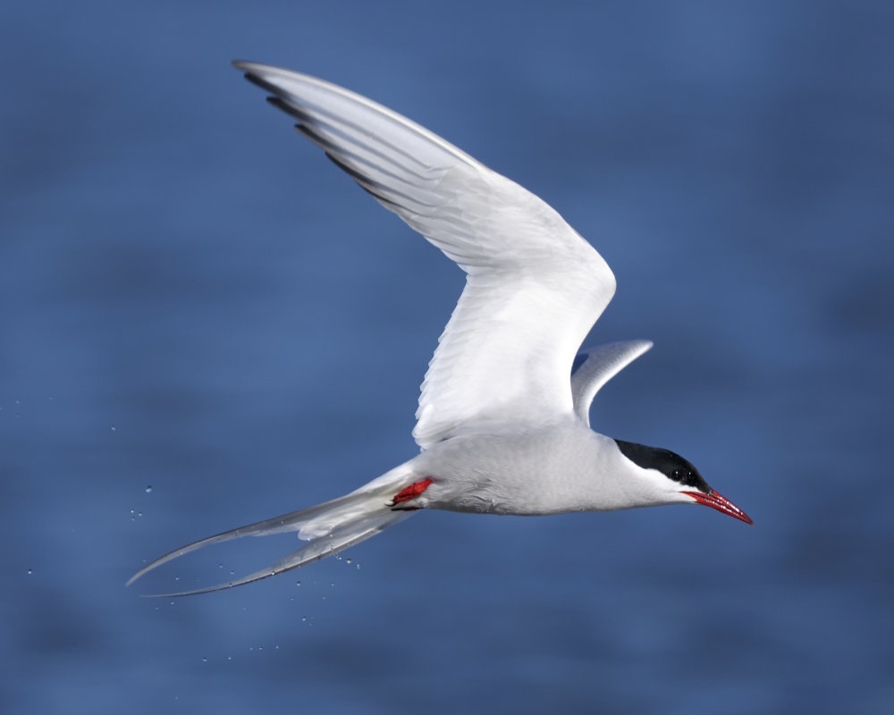 La sterne arctique (Sterna paradisaea)