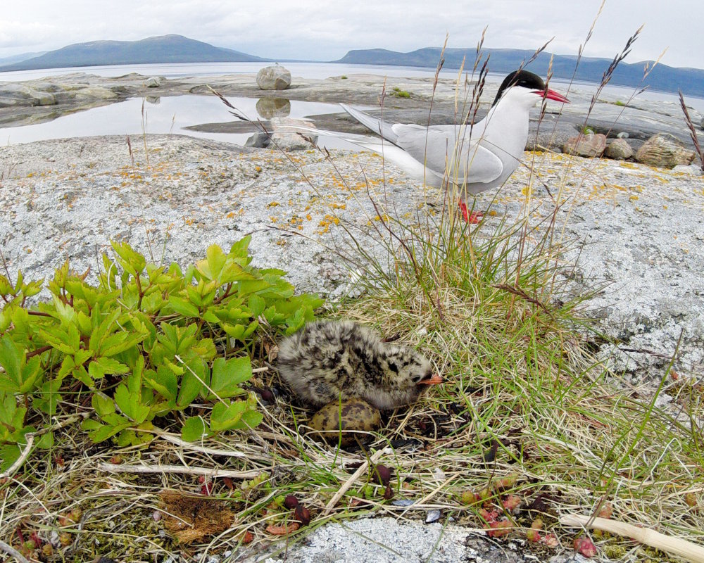 Une sterne arctique à côté de son nid avec un poussin et un œuf