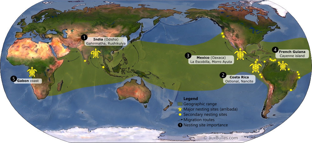 Geographic range and major nesting sites of the olive ridley sea turtle (Lepidochelys olivacea) Geographic range and major nesting sites of the olive ridley sea turtle (Lepidochelys olivacea)