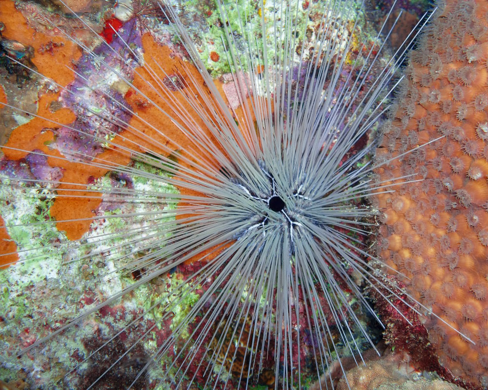 The long-spined sea urchin (Diadema antillarum)