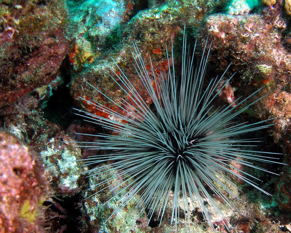 The long-spined sea urchin (Diadema antillarum)