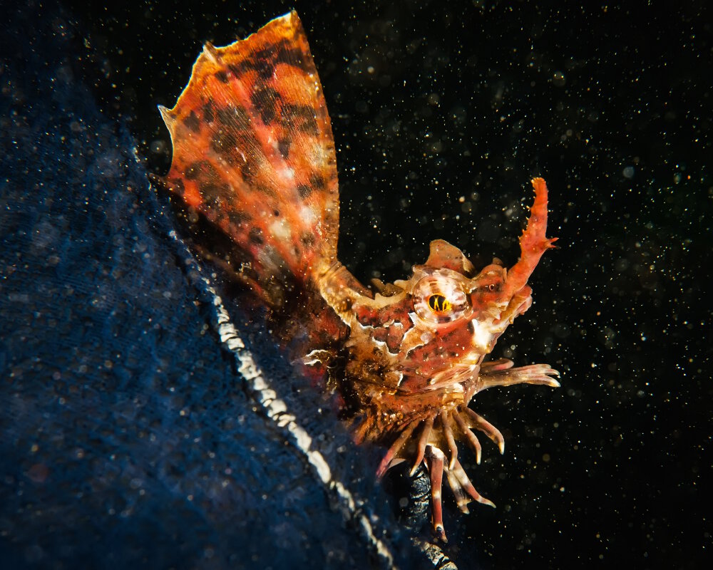 L'agone à quatre cornes (Hypsagonus quadricornis)