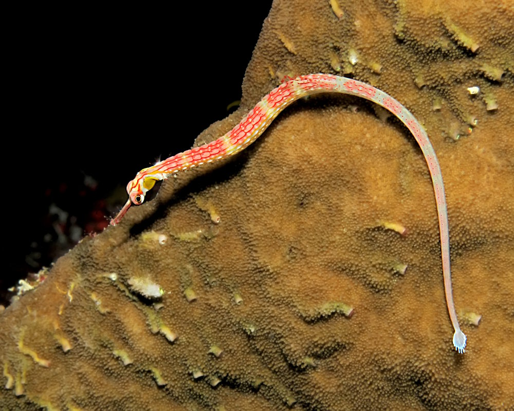 Le syngnathe à poitrine noire (Corythoichthys nigripectus)