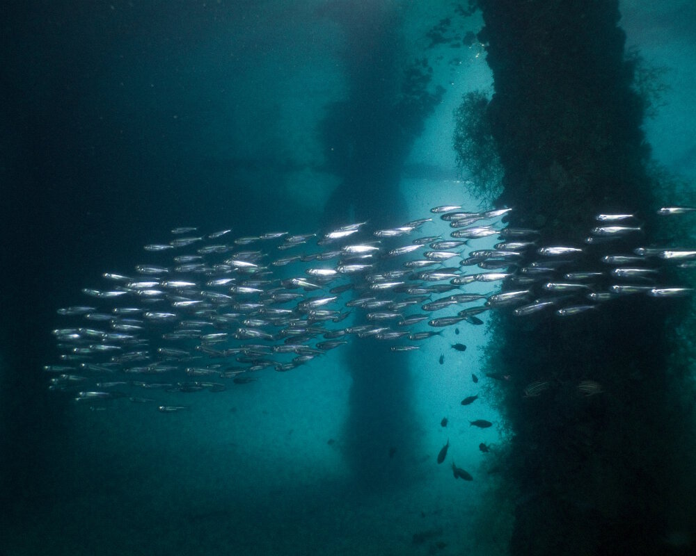 L'anchois indien (Stolephorus indicus)